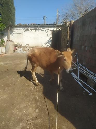 Dana, buzov: Dana, buzov — 8