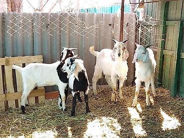 Козы, козлы: Продаю | Коза (самка), Козёл (самец), Козлёнок | Зааненская, Битал | Для разведения, Для молока | Племенные, Котные, Осеменитель — 18