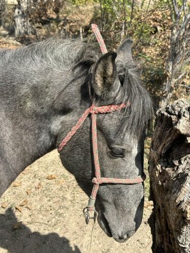 продаю хомяка: Плетёный верёвочный ха́лтер для лошади. - Материал: прочный at lalafo.kg продаю хомяка: Плетёный верёвочный ха́лтер для лошади. - Материал: прочный