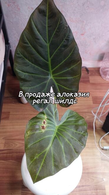 цена уличного фонаря: В продаже алоказия регал шилдс
также есть детки