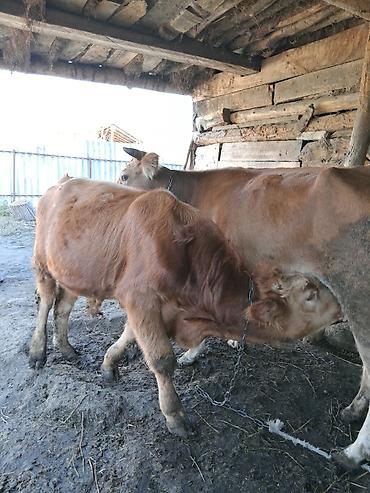 ari satişi: Satılır: inek 7 ay dana jonge watsap 0708357601 — 5
