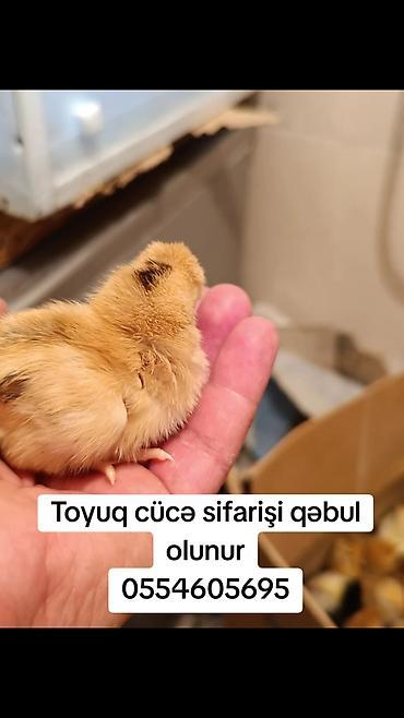 avstrolop cuceleri: Toyuq cücələri, Damazlıq — 3