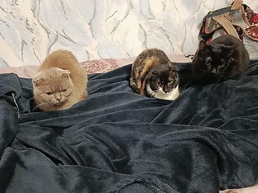 Pişiklər: Şotland — 20