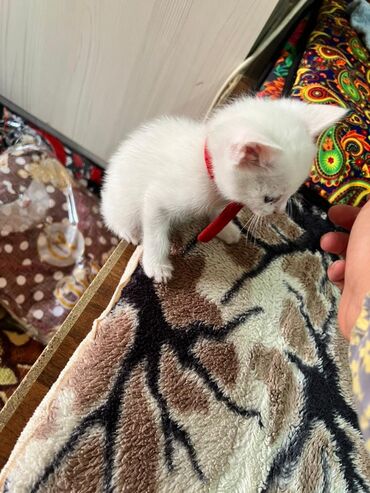 дом для кош: Ангорская, 1 месяц, Девочка, Белый, С документами