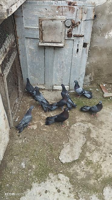 permanent qas tuk effekti: .salam herkese
8 dene heyvandi 
100 manat hamsi
hovsan — 4