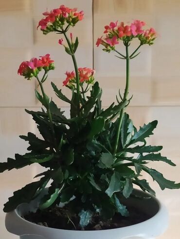 Xalçalar: Xalça -da lalafo.az — 6 Xalçalar: Xalça — 6