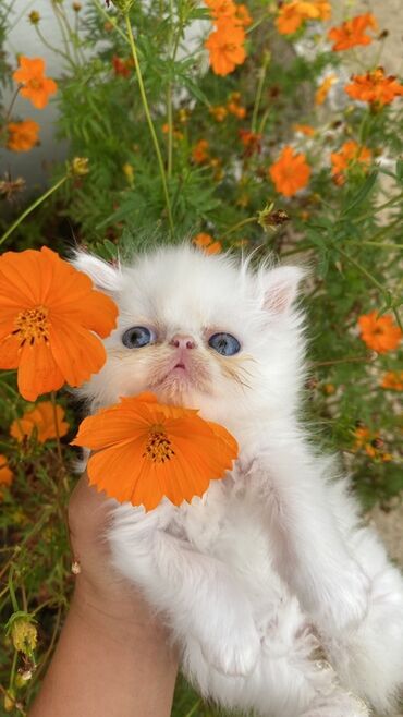 Pişiklər: Fars — 6