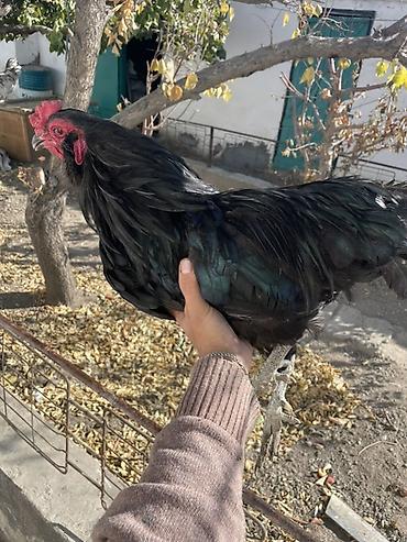 купить инкубационное яйцо породистых кур: Продаю | Петух | Для разведения — 3