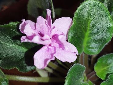 Фиалки и глоксинии: Продаю разные цветущие фиалки Цена за нецветущий 100 сом, остальные — 8