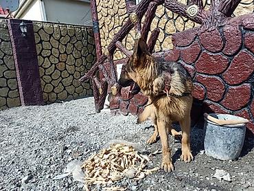it sat: Alman çoban iti, Erkək — 5