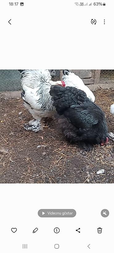 Toyuqlar: Toyuq, Brama, Damazlıq — 2