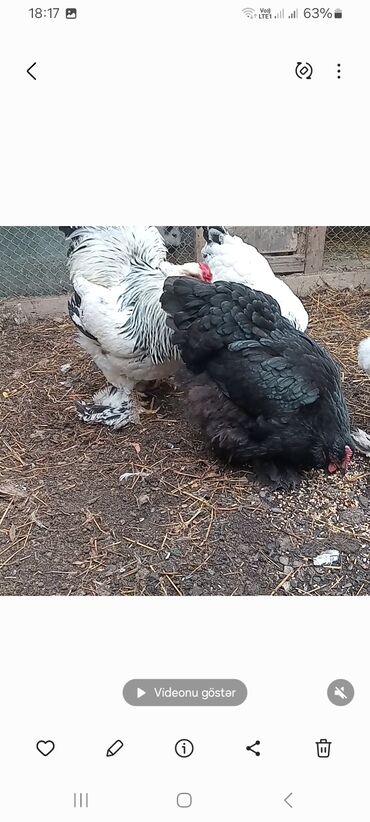 Toyuqlar: Toyuq, Brama, Damazlıq — 7