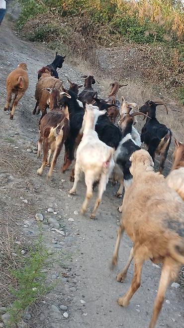 uzun tuk pişik: Dişi, il: 2, Damazlıq, Ünvandan götürmə — 5