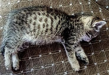 Кошки: Кошка даром: Беспородная, 1 месяц, Девочка, Приучена к лотку, Проглистована — 7