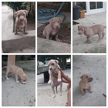 İtlər: Pitbul, 2 ay — 1