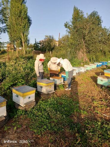 arı ailəsi satıram: Salam 
Sizlərə Sağlam arı ailələri lazımdırsa zəng edin