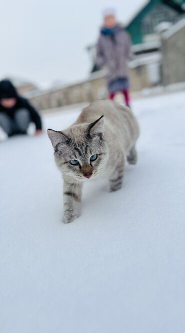 Вязка кошек: Вязка: Тайская, Мальчик, 1 год, С прививками