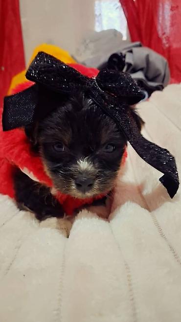 Продажа собак: Пекинес, 1 месяц, Самка — 9