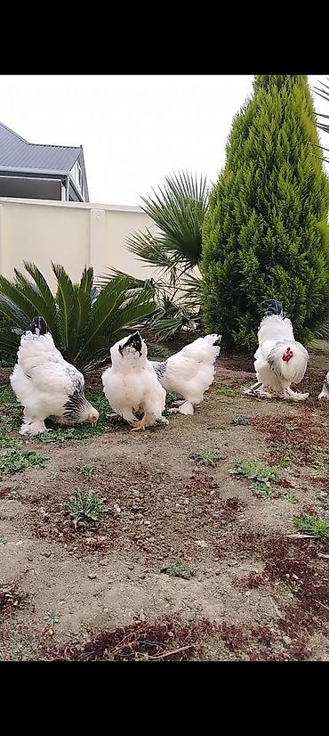 Toyuqlar: Toyuq, Brama, Damazlıq — 6