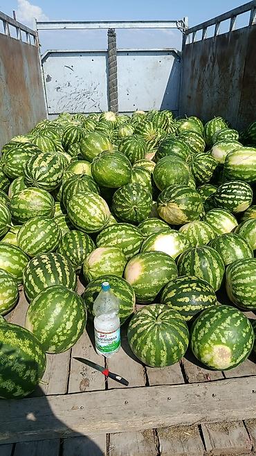 коровы молоко: Арбузы Оптом, Бесплатная доставка — 1