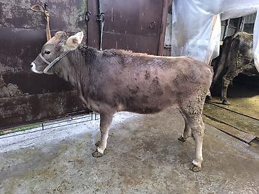 Коровы, быки: Продаю | Бык (самец) | Швицкая | На откорм | Племенные — 9