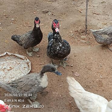 Ördəklər: Hamsi satılır çoxu yumurtduyur — 12