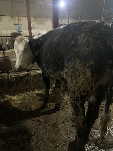 Коровы, быки: Продаю | Корова (самка) | Для молока | Привязанные — 7