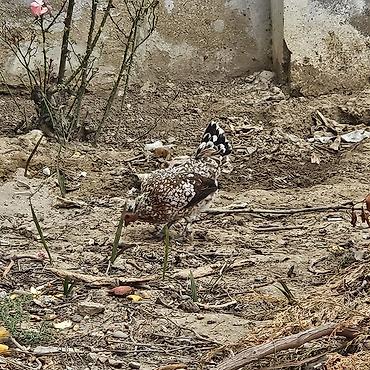 gence quşlar: Xoruz 🐓 Yaponka — 7