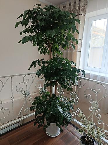 ботанический сад: Крупномерное комнатное дерево — шеффлера (Schefflera arboricola) на — 2