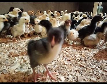 Quşlar: Salam tam saglam 7 gunluk kend cuceleri satlir isdeyen buyra biler — 4