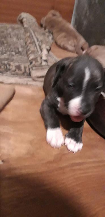 İtlər: Pitbul — 6