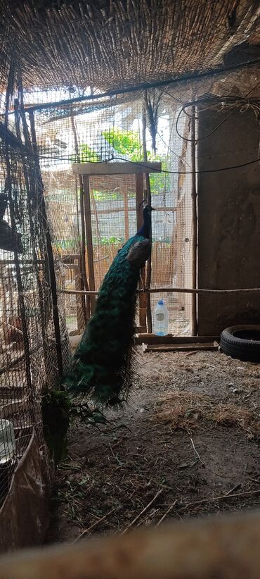 Птицы: Продаются взрослые индийские павлины пара 4 года яйца уже несут
