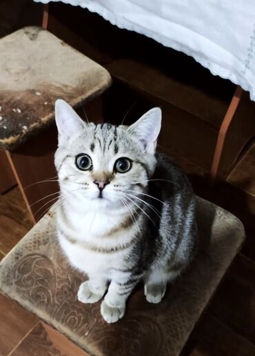 абиссинский кот: Шотландский страйт. Девочка окрас золотой мрамор. Ищем любящую