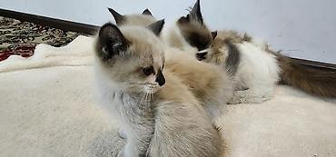 кошка котенок: Пушистые котята с колор-пойнт окраском - Возраст: примерно 1,5–2 — 2