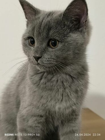 красивые котенки: Продаю шотландского котенка скоттиш страйт 3 месяца. Цена 8000