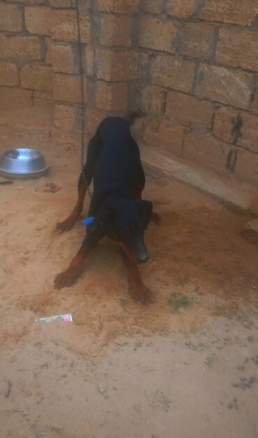 İtlər: Doberman, 9 ay, Erkek — 2