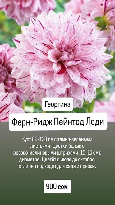 Садовые цветы и кустарники: Георгины декоративные — несколько сортов: 1) Ферн-Ридж Пейнтед Леди -