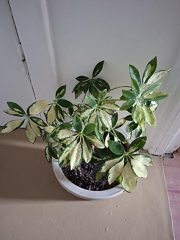 Сингониумы: Коллекция комнатных растений — подборка декоративно-лиственных — 32