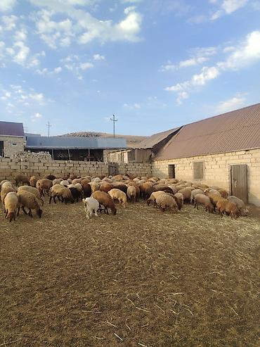 Рогатый скот: Самец, лет: 2, 60 кг, Для разведения, Самовывоз — 1
