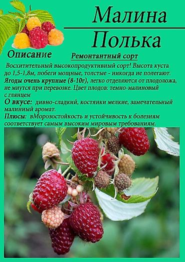 кой сойобуз: Малина В розницу, Оптом, Бесплатная доставка — 2