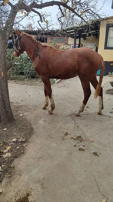 Лошади, кони: Продаю | Жеребенок | Дончак | Рабочий — 7