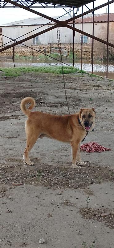 akita iti satilir: Qurdbasar, 2 il, Erkək — 2