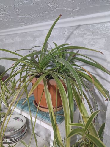Хлорофитумы: Продаю комнатные цветы Сансевиерия-250сом (тещин язык ) Хлорофитум — 2