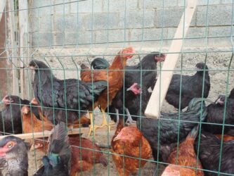 отдать собаку в приют бесплатно: Продам оптом 12джерси. 8тоджон. 15 декалб. Все молодки. Петухи начали