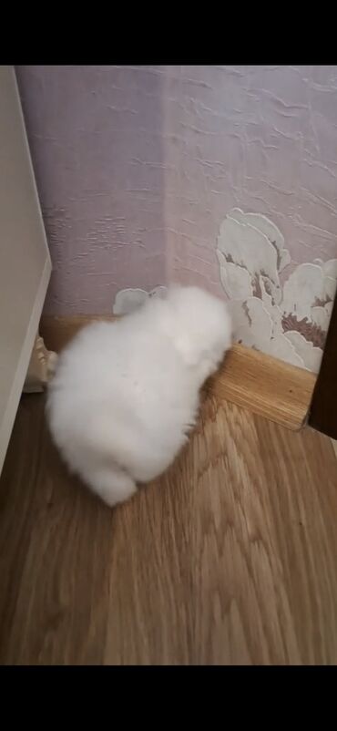 Pişiklər: Şinşilla, Dişi -da lalafo.az — 7 Pişiklər: Şinşilla, Dişi — 7