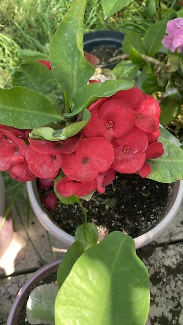 Молочаи: Эуфорбия Миля тайский (Euphorbia milii, «корона Христа») в горшке. - — 1