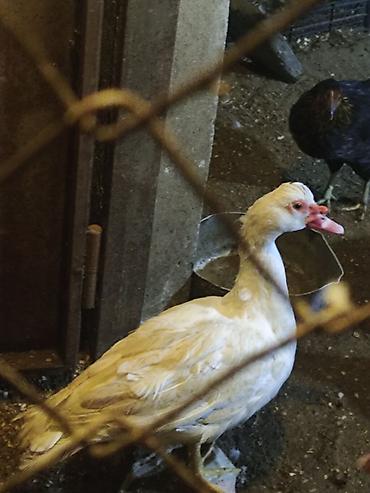 pedigree it yemi: Salam ördəklər satılır. 2 erkek 3 dişi erkeklerin 4 kq dan çox — 2
