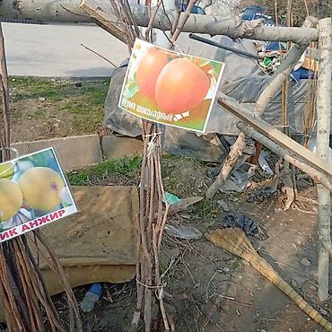 Яблоня: Саженцы плодовых культур — ассортимент сортов Предлагаются саженцы — 17