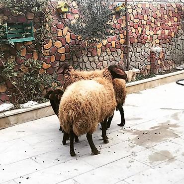 Qoyunlar, qoçlar: Qoyun və quzu dəsti - Növ: Yerli ətlik/yunlu qoyunlar - Tərkib: 2 ana — 7