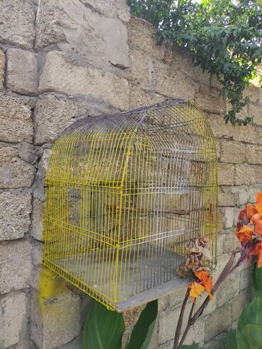 Qəfəslər: Qefesler yumru qirmizi 30 Azn obirler 20-15 Azn — 5